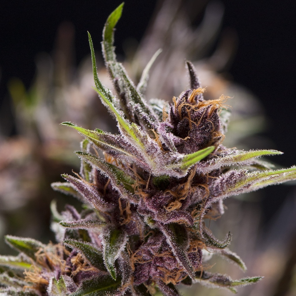 Květ odrůdy Black Cherry Punch s fialovými odstíny a hustou vrstvou trichomů.